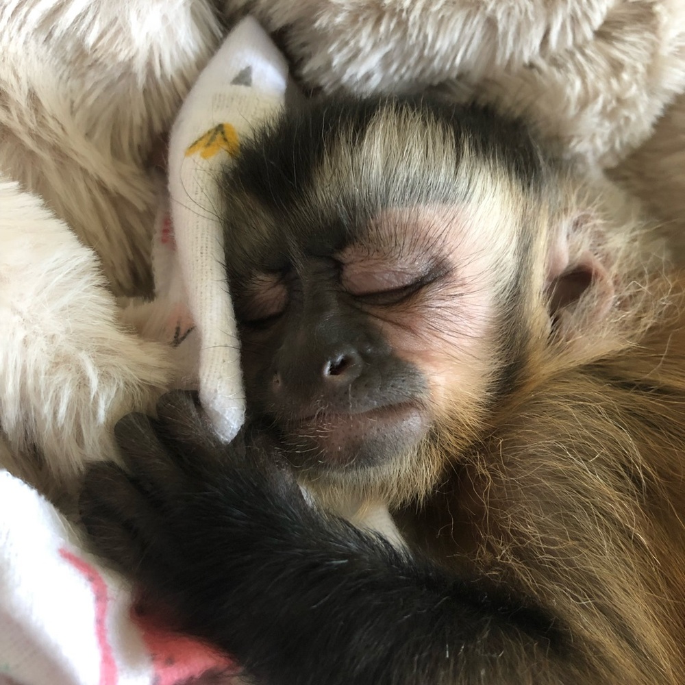Monkeymom73 is live!!! Like this listing to get notified ☀️🐵☀️🐵 - Picture 12 of 13
